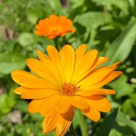 Daire Bakel Gerard *