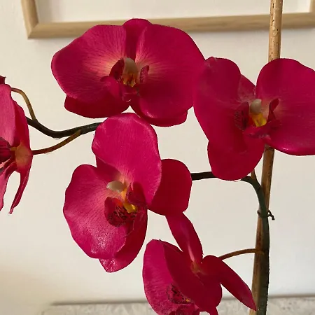 公寓 范巴克尔杰拉德公寓酒店 布莱德