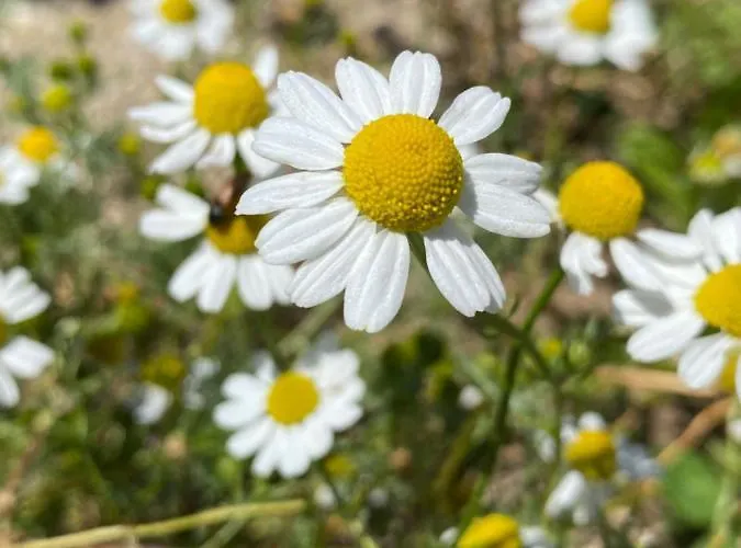 Bakel Gerard ブレッド