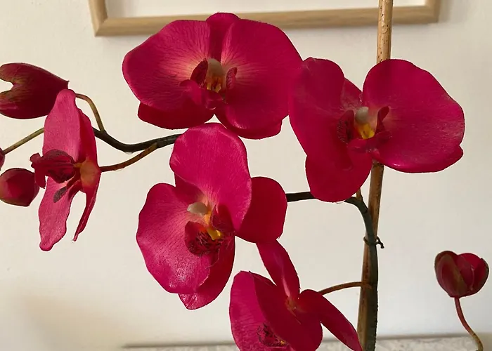 Lejlighed Bakel Gerard Bled